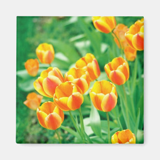 Sunshine tulips magnet