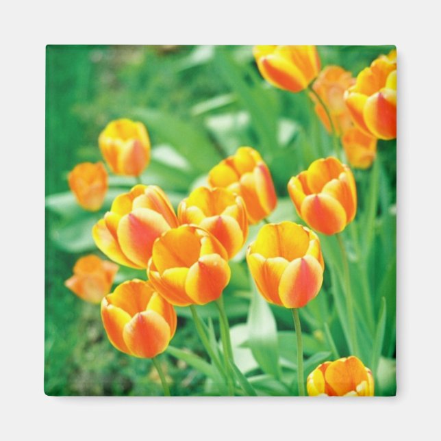 Sunshine tulips magnet (Vorne)
