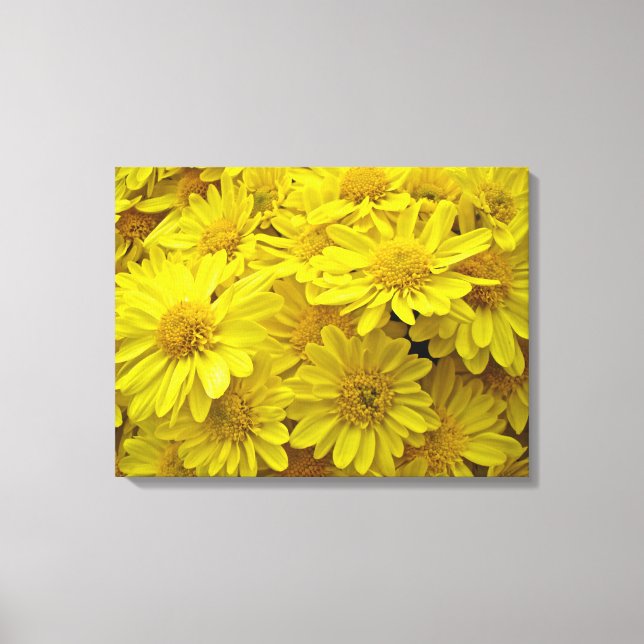Sunshine Yellow Chrysanthema Leinwanddruck (Vorderseite)