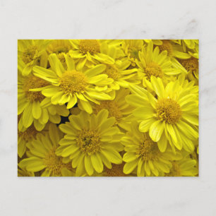 Sunshine Yellow Chrysanthema Postkarte