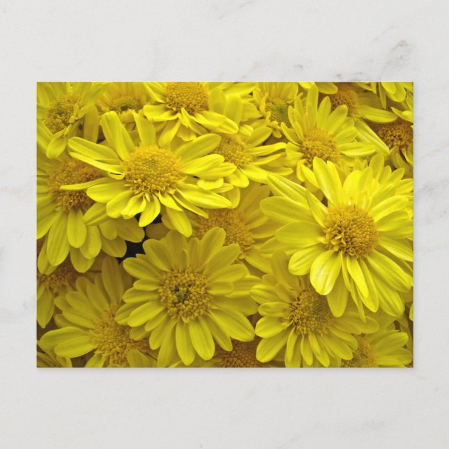 Sunshine Yellow Chrysanthema Postkarte (Vorderseite)