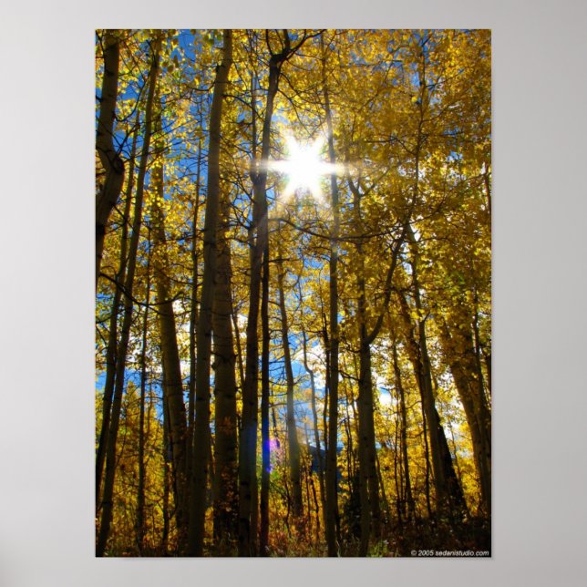 Sunstar Poster (Vorne)