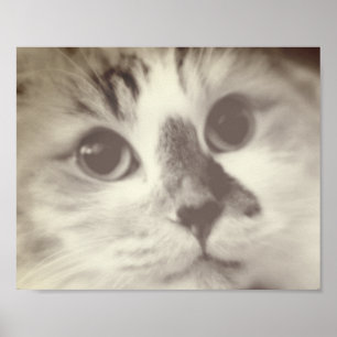 SUPER CUTE CAT CLOSEUP Porträt Fotograph Poster