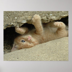 Super Hero Kitty Cat Spaß Poster