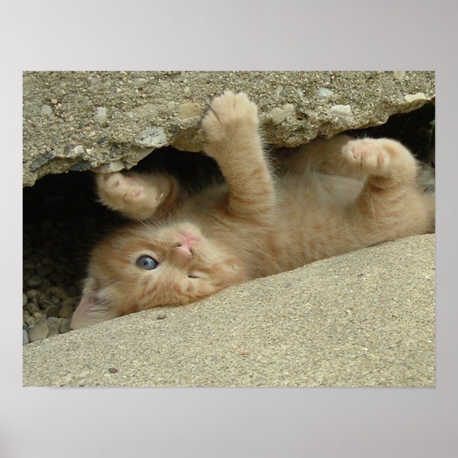 Super Hero Kitty Cat Spaß Poster (Vorne)