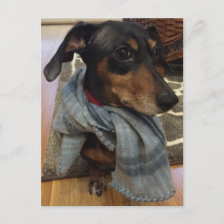 Super Hund! Postkarte