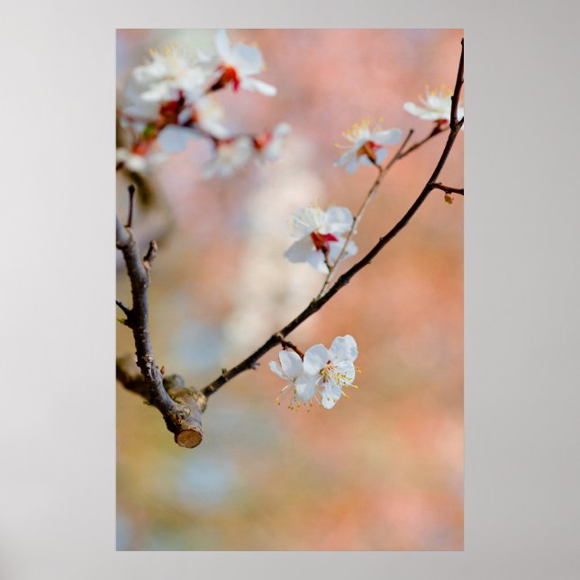 Super japanische Apricot-Blume Poster (Vorne)