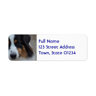 Super Niedlich Australian Shepherd