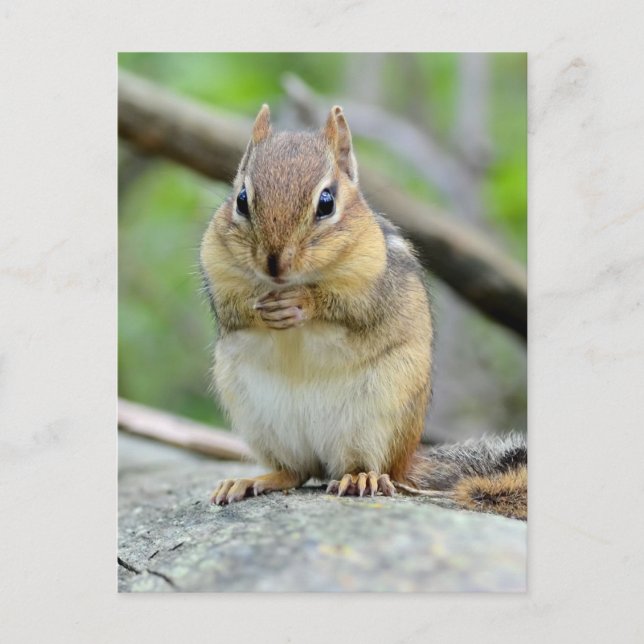 Super Niedlich Chipmunk Posing Sweetly Postkarte (Vorderseite)