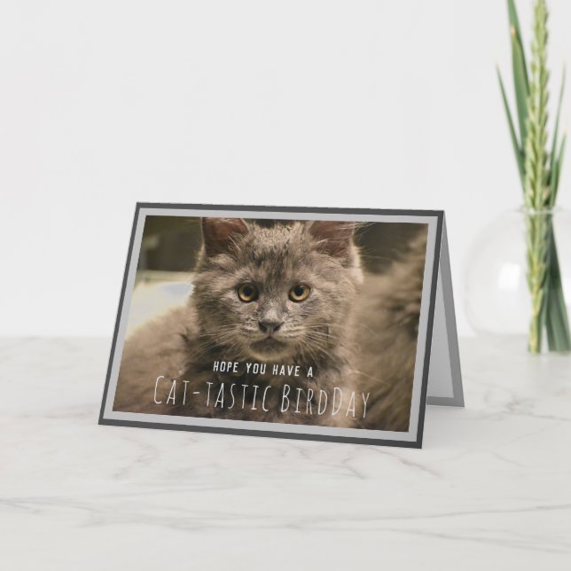Super Niedlich Gray Kitten Funny Birthday Card Karte (Vorderseite)