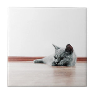 SUPER NIEDLICH Kitten Portrait Foto Fliese