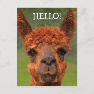 Super Niedlich Llama Hello Postcard Postkarte