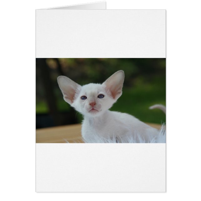 Super Niedlich Siamese Kitten (Vorne)