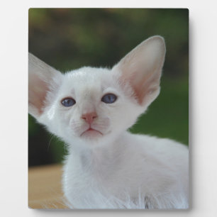 Super Niedlich Siamese Kitten Fotoplatte