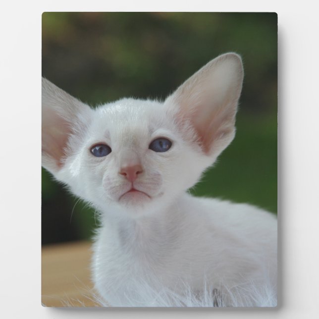 Super Niedlich Siamese Kitten Fotoplatte (Vorderseite)