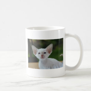 Super Niedlich Siamese Kitten Tasse