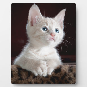 Super Niedlich White Kitten Fotoplatte