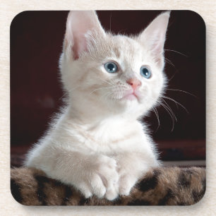 Super Niedlich White Kitten Getränkeuntersetzer