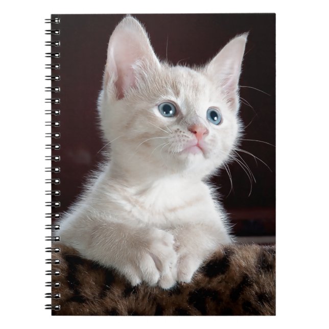 Super Niedlich White Kitten Notizblock (Vorderseite)