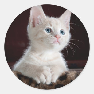 Super Niedlich White Kitten Runder Aufkleber