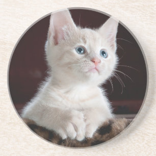 Super Niedlich White Kitten Sandstein Untersetzer