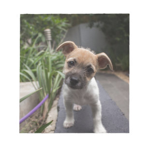 Super Niedliche Grenz Terrier Welpe Notizblock