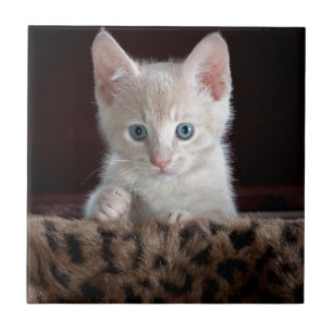 Super Niedliche Kitten mit schönen Augen Fliese