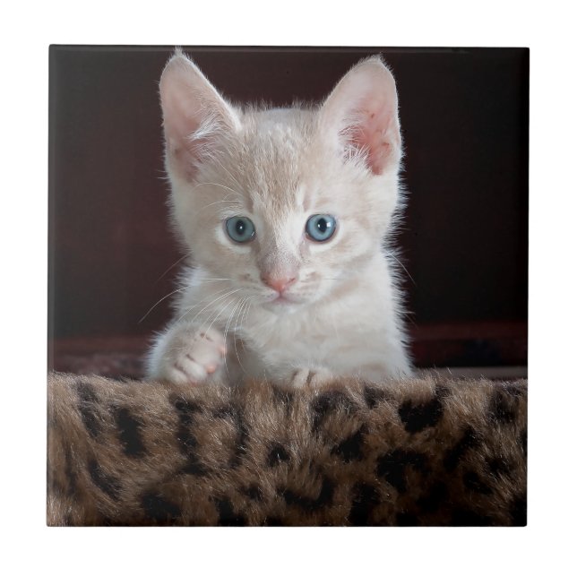 Super Niedliche Kitten mit schönen Augen Fliese (Vorderseite)