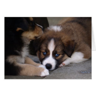 Super Niedlicher Australian Shepherd Puppy