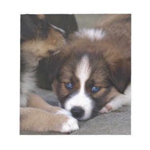 Super Niedlicher Australian Shepherd Puppy Notizblock