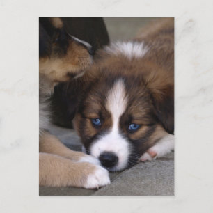 Super Niedlicher Australian Shepherd Puppy Postkarte