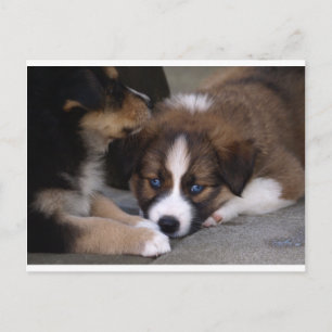 Super Niedlicher Australian Shepherd Puppy Postkarte