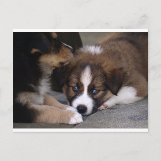 Super Niedlicher Australian Shepherd Puppy Postkarte (Vorderseite)