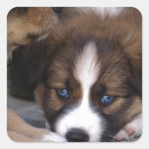 Super Niedlicher Australian Shepherd Puppy Quadratischer Aufkleber