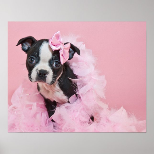Super Niedlicher Boston Terrier Welpe mit einem Bo Poster (Vorne)
