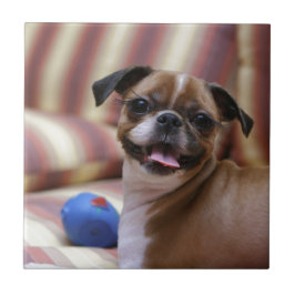 Super Niedlicher Hund mit ihrem Lieblingsball Fliese