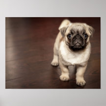 Super Niedlicher Mops