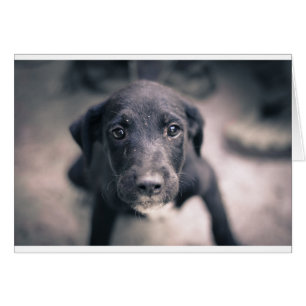 Super Niedlicher Welpenhund