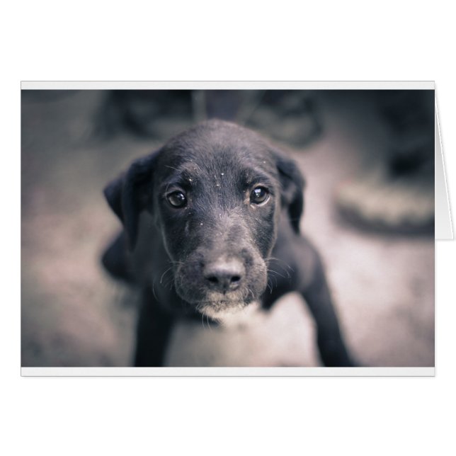 Super Niedlicher Welpenhund (Vorderseite (Horizontal))