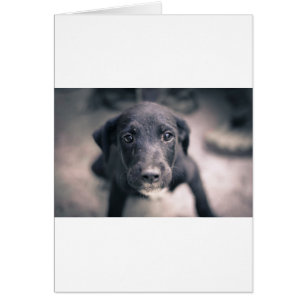 Super Niedlicher Welpenhund