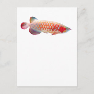 "Super Red Arowana"の 優 良 品 2 Postkarte