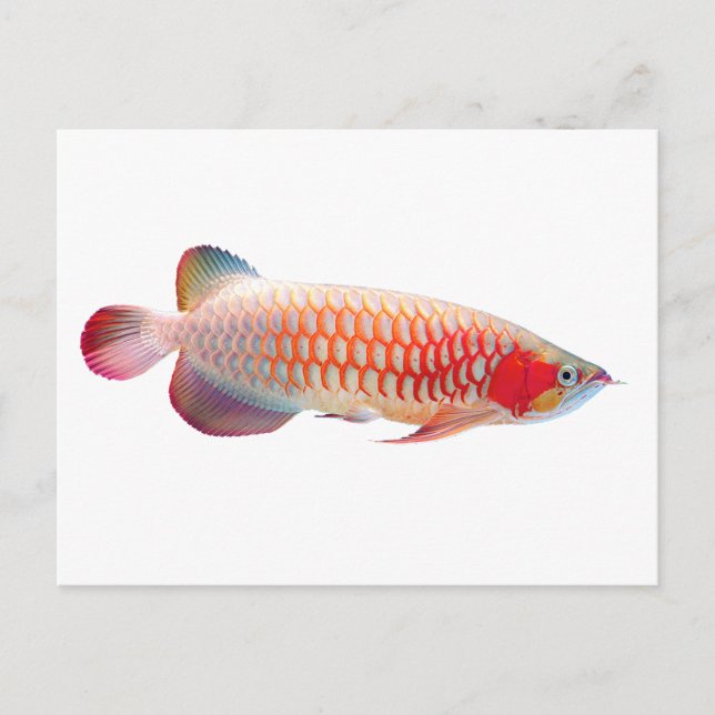 Super Red Arowana Postkarte (Vorderseite)