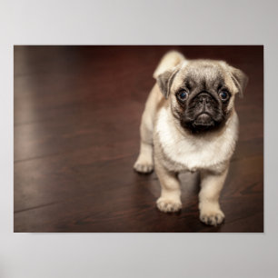 Super süßer Mops Poster