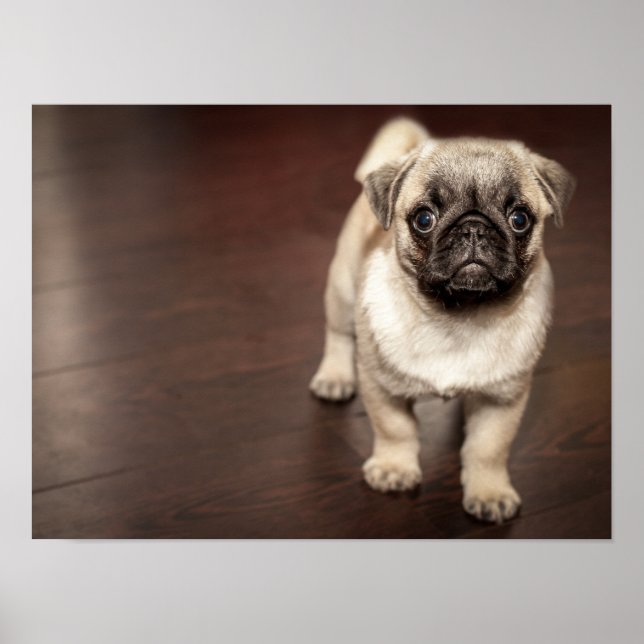 Super süßer Mops Poster (Vorne)
