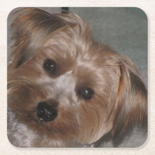 Super Sweet Yorkie Untersetzer Set
