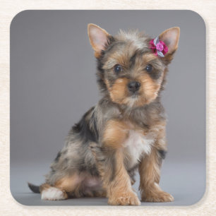 Super Sweet Yorkshire Terrier (Yorkie) Welpe Rechteckiger Pappuntersetzer