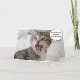 Super überrascht Geburtstag Kitten! Karte
