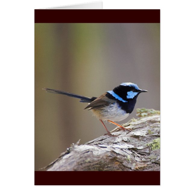 Superb Fairy-wren (Vorne)