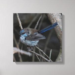 Superb Fairy-wren Bird Australia Leinwanddruck