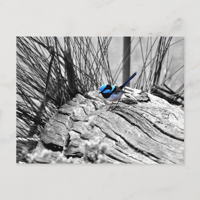 Superb Fairy Wren Blue Bird Postcard Postkarte (Vorderseite)